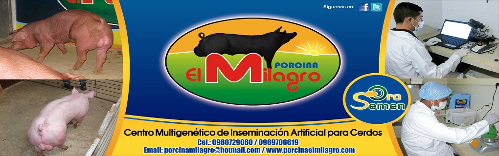 Porcina El Milagro, es una empresa dedicada a la reproducción y venta de genética porcina; además de la producción de dosis de semen de verraco de todas las razas.
